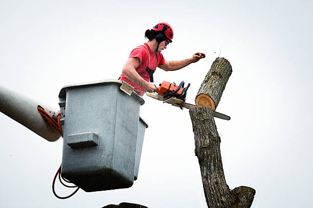 Tree Removal Services